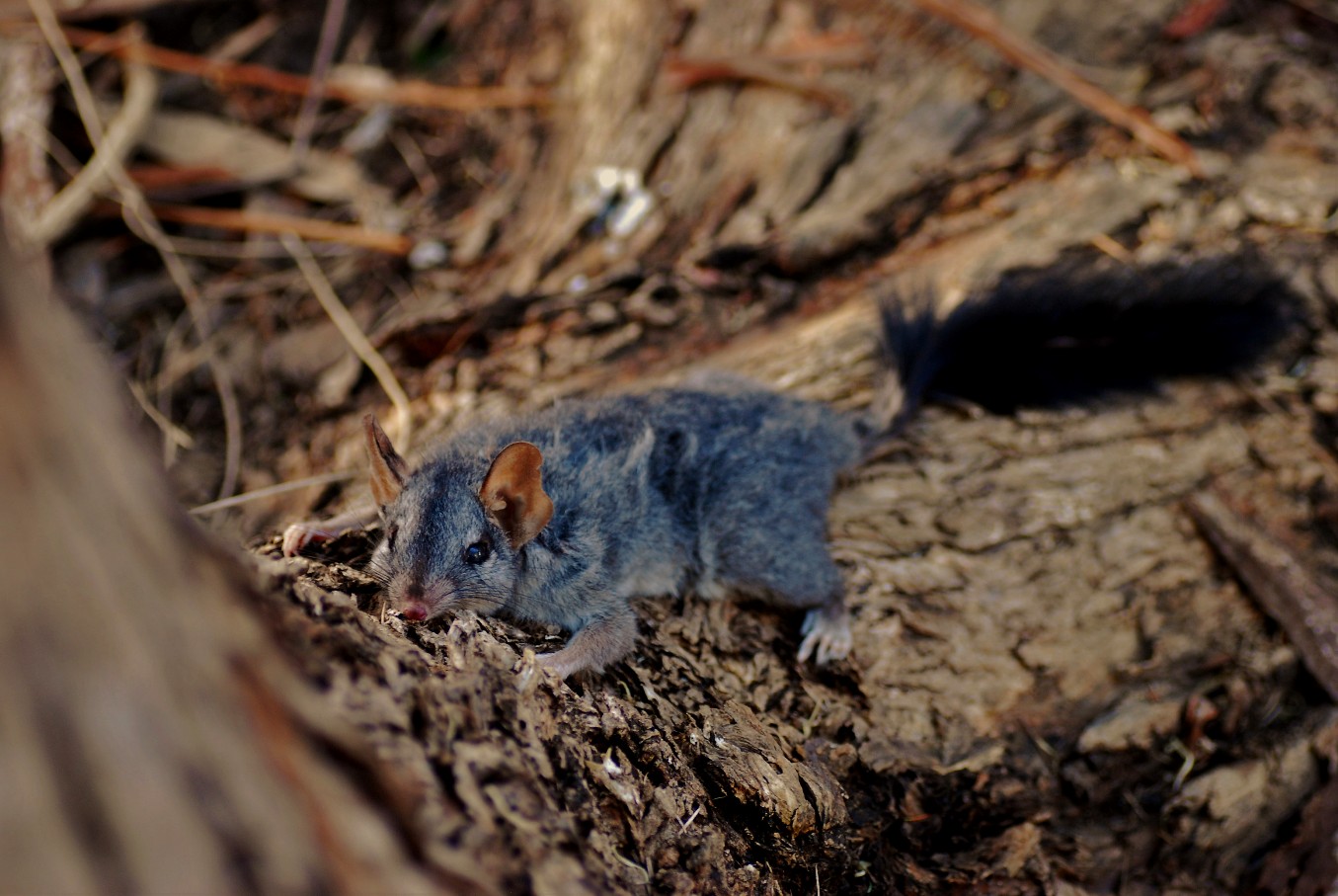 Brush-tailed Phascogale