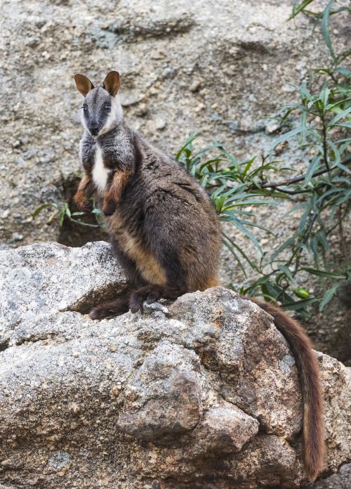 Brush-tailed Rock-wallaby. Image: David Whelan.