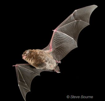 common bent wing bat