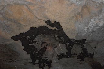 Southern Bent-wing Bats clustered on roof of a roosting cave. Image: Gabrielle Lanman