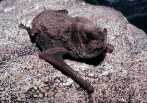 Southern Bent-wing Bat. Image: Lindy Lumsden.