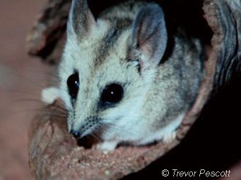 Fat-tailed Dunnart Image:Trevor Pescott