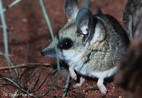 Fat-tailed Dunnart