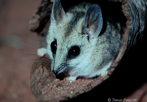 Fat-tailed Dunnart