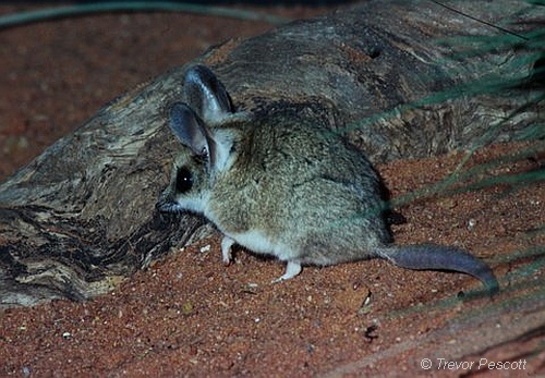 Fat-tailed Dunnart