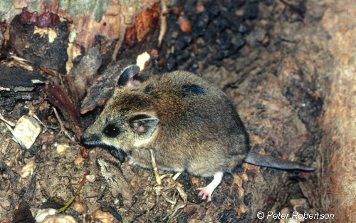 Fat-tailed Dunnart