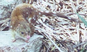 Spot-tailed Quoll