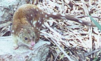 Spot-tailed Quoll