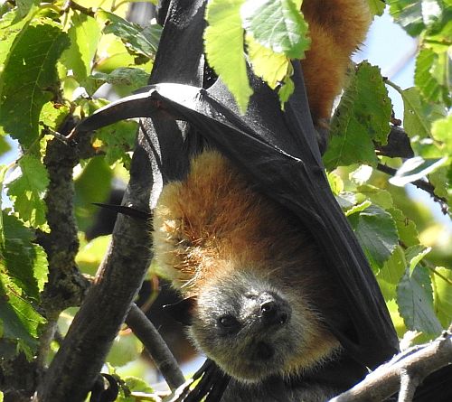 Grey-headed Flying-fox