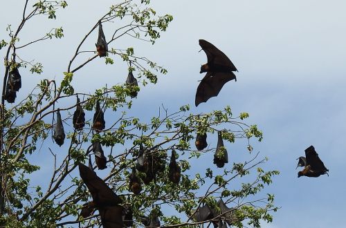 Grey-headed Flying-fox