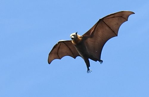 Grey-headed Flying-fox in flight.  Source: Ian Smith