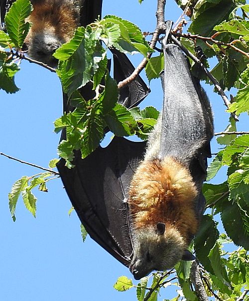 Grey-headed Flying-fox cooling itself by opening wings on a hot day. Source: I. Smith