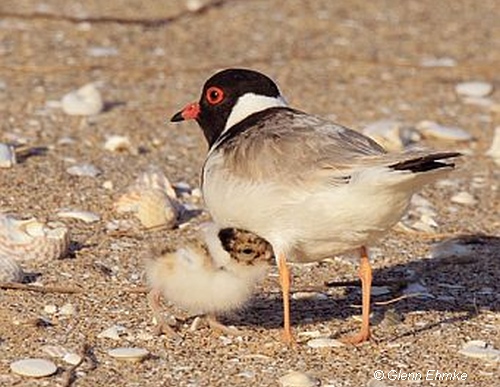 Hooded Plover & chick. Image: Glenn Ehmke.