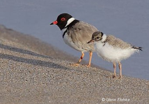 Hooded Plover