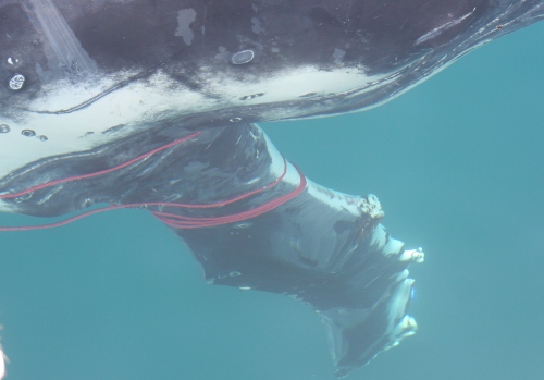 Humpback tangled