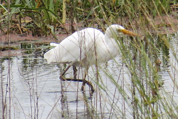 Intermediate Egret Image:Ron Clissold