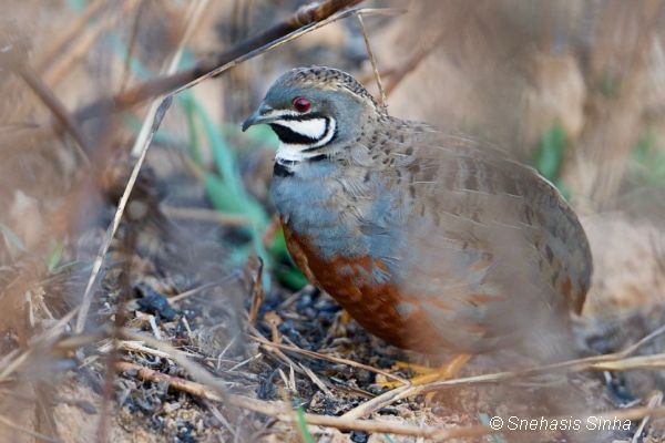 King Quail