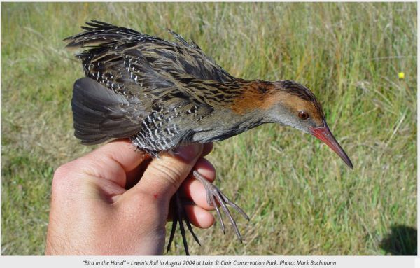 Lewin's Rail Image: Mark Bachmann Glenelg Nature Trust