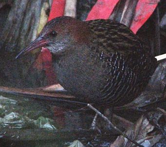 Lewin's Rail