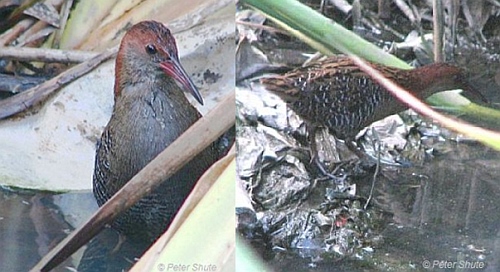 Lewin’s Rail Rallus pectoralis pectoralis. Images courtesy of Peter Shute, taken at Altona 2010