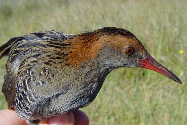 Lewin's Rail head. Image: Mark Bachmann Glenelg Nature Trust