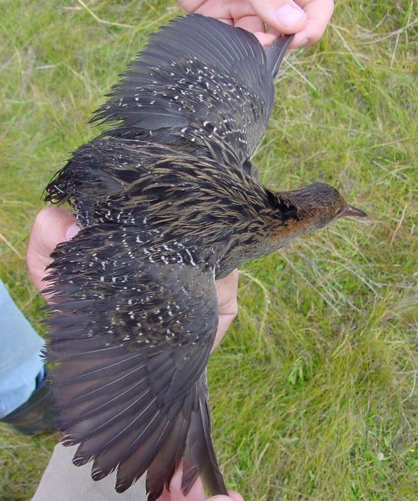 Lewin's Rail Image: Mark Bachmann Glenelg Nature Trust