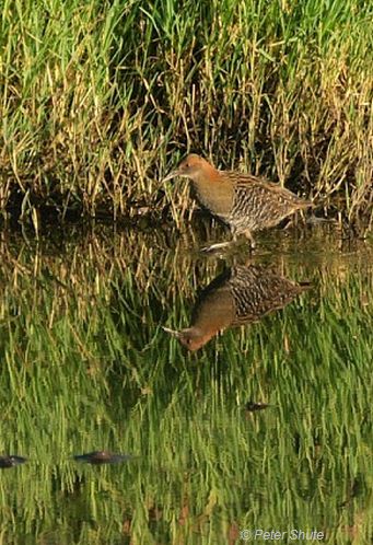 Lewin’s Rail - Image courtesy of Peter Shute, taken at Altona 2010