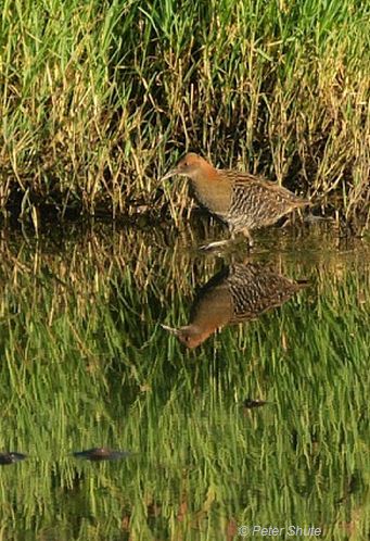 Lewin’s Rail - Image courtesy of Peter Shute, taken at Altona 2010