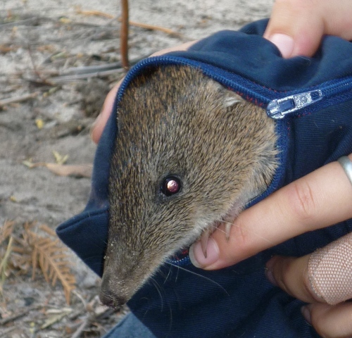 Long-nosed Potoroo