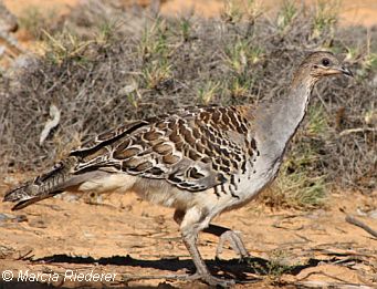 Malleefowl. image - Marcia Reiner