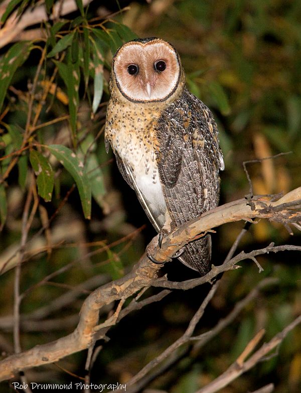Masked Owl Image copyright: Rob Drummond