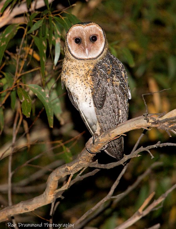 Masked Owl Image: Rob Drummond