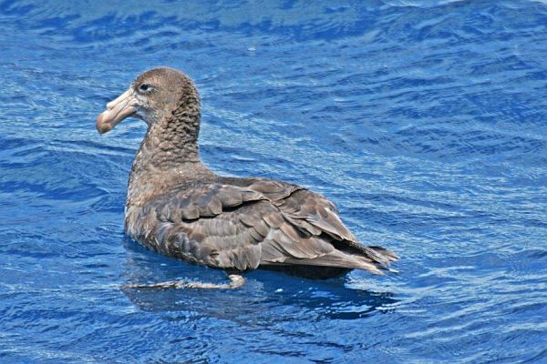 Northern Giant-Petrel Image:Bob McPherson