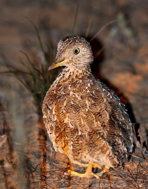 plains-wanderer Mat Gilfedde