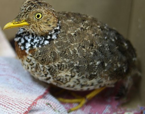 female plains-wanderer DELWP