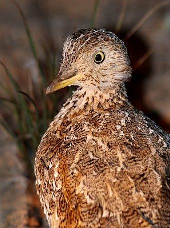 plains-wanderer head image Mat Gilfedder