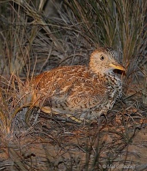 plains-wanderer sitting