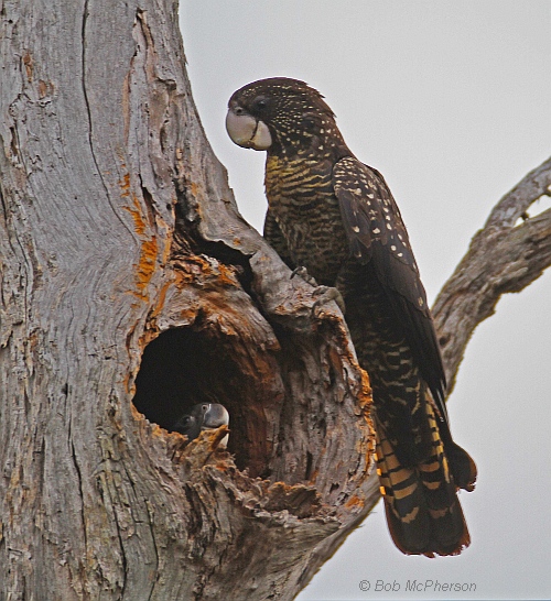 Tree hollows are needed for Red-tailed Black-Cockatoo nesting