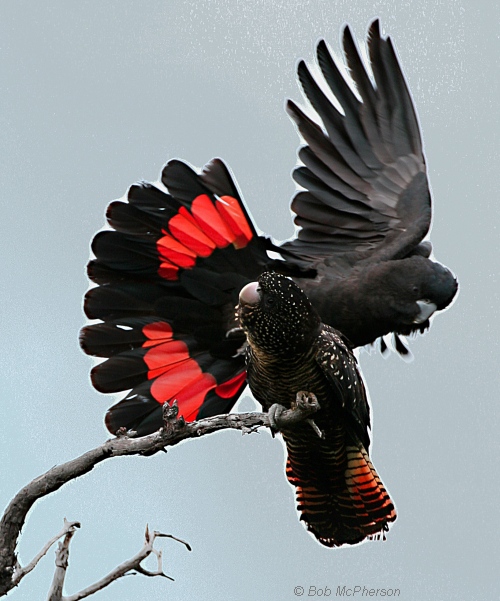 Red-tailed Black-Cockatoos Male (rear) and female (perched); note barring on tail.