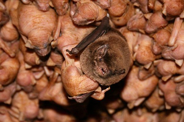 Southern Bent-wing Bat with mother and young Image: Steve Bourne