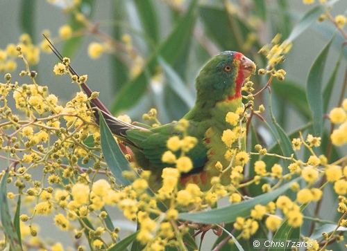 Swift Parrot