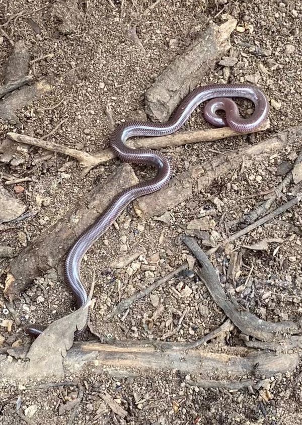 Woodland Blink Snake Image: Jenny Kingston