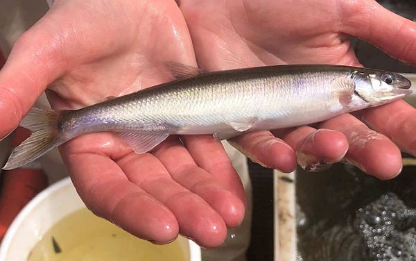 Australian Grayling. Glenelg River 2021. Source: Arthur Rylah Institute