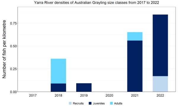 Native fish report card 2022 Australian Grayling in Yarra River