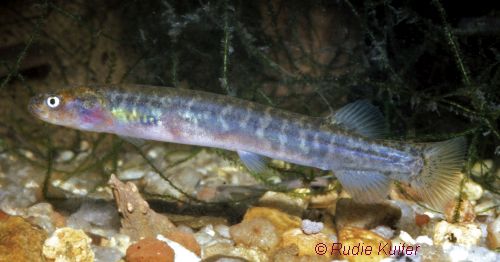 Australian Mudfish Rudie Kuiter