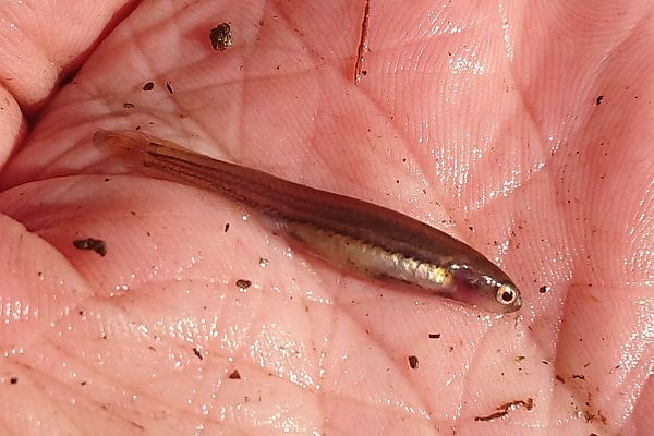 Dwarf Galaxias (female non breeding) Image: Alan Forte