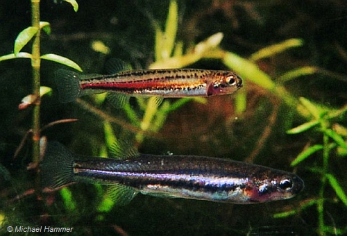 Little Galaxias - Galaxiella toourtkoourt. male (top) and female. Image: Michael Hammer.