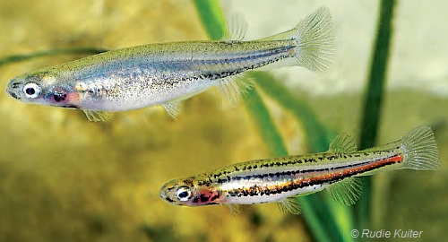 Dwarf Galaxias Galaxiella pusilla female (upper) and male. Image: Rudie Kuiter, Aquatic Photographics.