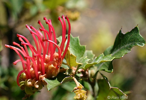 Conserving Victorian Threatened Grevilleas