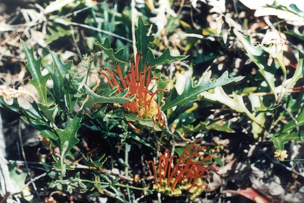 Anglesea Grevillea plant Image  Rani Hunt